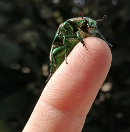 Escarabajo en CDMX, México.